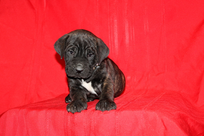 puppy, for, sale, Cane Corso, Matthew B. Stoltzfus, dog, breeder, Gap, PA, dog-breeder, puppy-for-sale, forsale, nearby, find, puppyfind, locator, puppylocator, aca